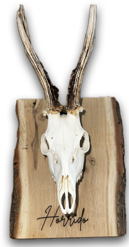 Trophäenschild aus Eiche